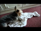 Funny Dogs Video Yorkshire Terrier   Very FUNNY Fails Lucu