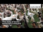 A vineyard employs 900 ducks