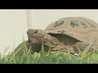 Fresno Tortoise Runs Away From Home, Falls In Love With Drain Cover