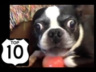 Top 10 Vine Videos of Dogs so far for 2014, Part II  Funny Funny!