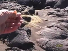 CSAV Hawaii: Pele's Hair (Volcanic Glass)