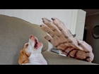 Dog vs. Giant Zombie Hand: Cute Dog Maymo