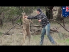Man fights kangaroo: Aussie dude punches kangaroo in the face after it attacks his dog - TomoNews