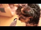 Yorkshire Terrier Makes A New Friend With A Bird