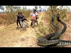 Terrifying!!! Braved Children Caught Big Snake Along the Road, King Snake Attacks Human