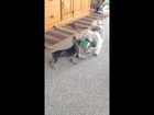 Dogs Playing Tug-o-war Funny