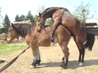 Breeding | Happy Ending Massage ~ HORSE BREEDING
