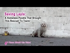 Saving Layla - A Homeless Poodle That Brought This Rescuer To Tears! Please Share!