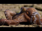 The amazing Octopus that can walk on dry land - The Hunt: Episode 6 Preview - BBC One