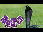 Nalla Trachu - Telugu Full Movie