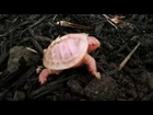 Animal Jam - Dr. Brady Barr and baby box turtles