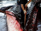 【閲覧注意】 日本の捕鯨問題と 衝撃のクジラ解体画像 考えさせられます。