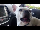 French Bulldogs excited about the dog park!