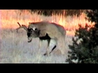 Cougar Attack !!! MuleyCrazy 6: Trophy Mule Deer Overdose