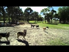 George at the Dog Park