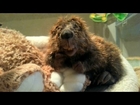 Baby Beaver Bath: Rescued Rodent Enjoys A Swim