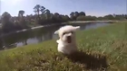 Teacup and toy Maltese puppies in Florida