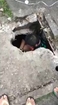 young men rescue puppy from the sewer