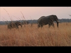 Shocking images show extent of elephant poaching in Zimbabwe