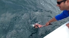 Hand feeding blue sharks off Long Island