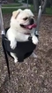 Pug on a Swing Set