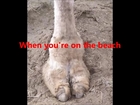 The CAMEL TOE SONG