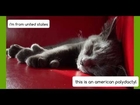 American Polydactyl Cat | Cat Breeds 101