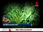 Watch man-eating big cats terrorise Uttar Pradesh