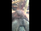 Orangutan Kisses Pregnant Woman's Belly - Colchester Zoo