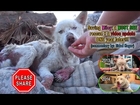 NEW VIDEO: Saving Miley: a MUST SEE rescue + a video update ONE year later!!!  Please share.
