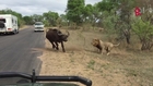 Nature (Up Close And Personal) Lions Attack Buffalo Meters From Tourists