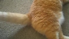 Cat Farts On Camera