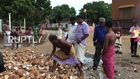 Sri Lanka: Tamils smash 1,008 coconuts to bless Clinton in US elections