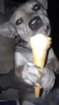 Dog Eating an Ice Cream in a Cone