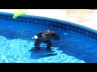 Swimming Monkey