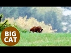 Remarkable footage of a giant wild cat prowling in Warwickshire countryside