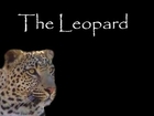 Animals of Africa: Leopard - The Tree Hunter