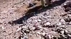 WARNING - DISTRESSING CONTENT - Muslim Girl Stoned to Death