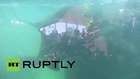 Switzerland: Elephants plunge into new aquarium enclosure