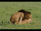 Big Cats Mating - Lion Tiger Jaguar LOVE