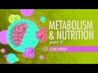 Metabolism & Nutrition, part 2: Crash Course Anatomy & Physiology #37
