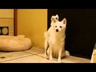 MUST SEE  ★ Best  Small Dog Annoys Big Dog   Funny dog videos Ever ★ 2