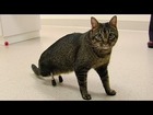 Meet the cat ISU vets outfitted with very rare prosthetic legs