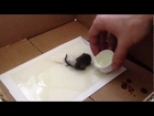 How To SAFELY Remove A Mouse From A Glue Trap