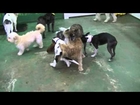 Small Dogs at play 3-12