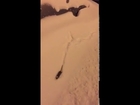 New York City Rat Burrows through Snow Pileup