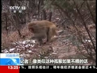 探訪神農山猕猴種群：人與動物和諧相處 Visit shennong mountain macaque population people and animals live in harmony