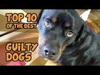 THE TOP 10 GUILTIEST GUILTY DOGS OF ALL TIME