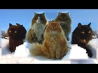 Kittens are playing Котята играют Зима и Лето Солнышко и Тёма Радик и Мира