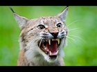 SPAIN'S LAST LYNX [Big Cat Nature Documentary] animal attack